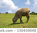 Sheep eating summer grass 130430048