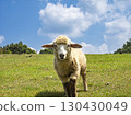 Lambs shining against the blue sky 130430049