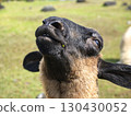 Black-faced sheep with a dumb look on its face 130430052