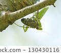 A cicada caught by a praying mantis 130430116