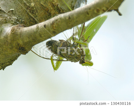 A cicada caught by a praying mantis 130430116