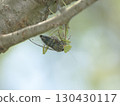 A cicada caught by a praying mantis 130430117