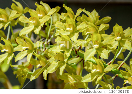 Gramatofilm 和 Muratiflom 的設計 Gramatofilm 和 Muratiflom 的設計 130430178