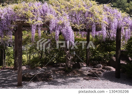 湯河原町、萬葉公園、紫藤架 130430206