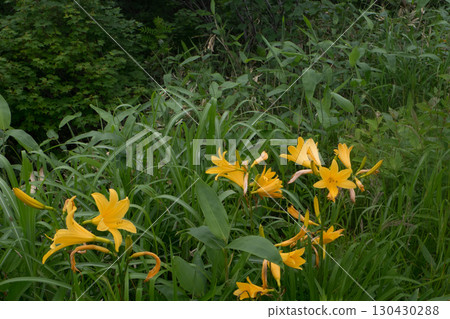 Day lilies and Hemerocallis nipponicus found in the forest and hiking trail scenery 130430288