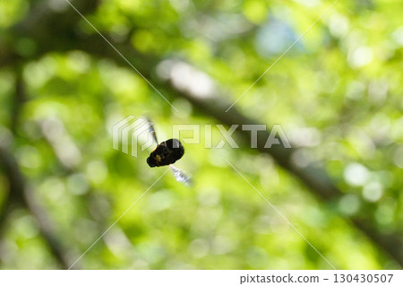 A carpenter bee flies in the morning sun among the fresh greenery 130430507