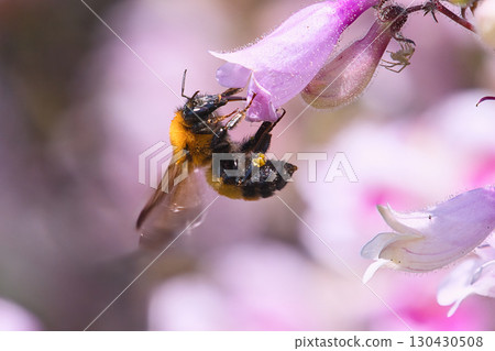 A bee sucking nectar from a Japanese honeysuckle A bee sucking nectar from a Japanese honeysuckle 130430508