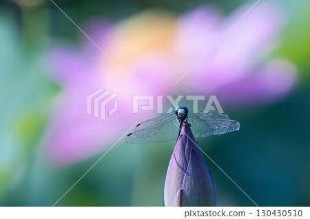 一隻蜻蜓停在蓮花苞上 一隻蜻蜓停在蓮花苞上 130430510