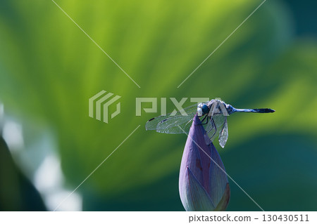 A dragonfly resting on a lotus bud A dragonfly resting on a lotus bud 130430511