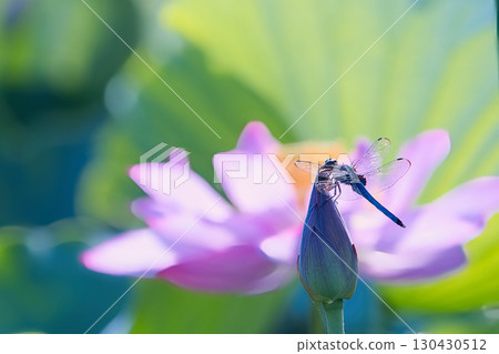 A dragonfly that stops at the bud of lotus 130430512