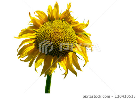Ripe sunflower used to make oil, isolated on white 130430533