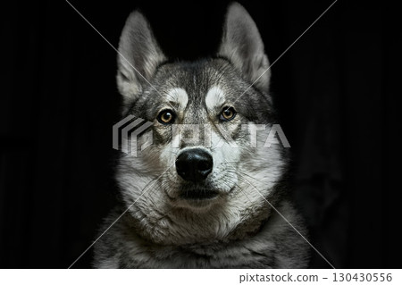 Security,safety.Dog's head west siberian laika on black 130430556