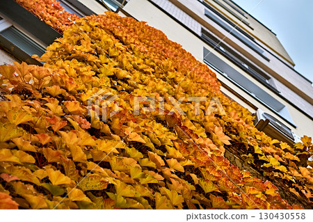 Autumn ivy creeping up the facade of a residential building. 130430558