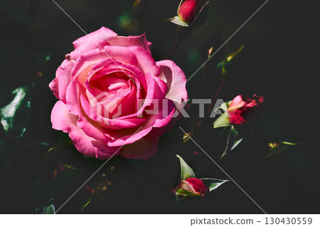 Pink in shadow.Nice rose in dark green shadow,place for text Pink in shadow.Nice rose in dark green shadow,place for text 130430559