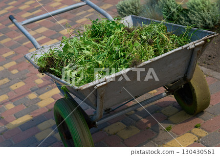 Street yard cleaning.Hand wheelbarrow with pulled weeds on tiled pavement Street yard cleaning.Hand wheelbarrow with pulled weeds on tiled pavement 130430561