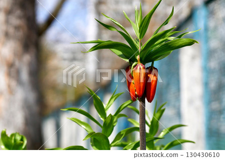 Young shoots buds Burgundy red nice tender lily day 130430610
