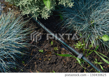 Black green watering rubber hose lying on wet ground Black green watering rubber hose lying on wet ground 130430625