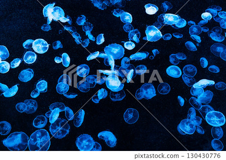 水母和魚在水族箱優雅地遊動 130430776