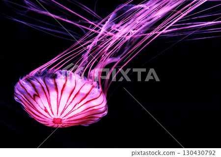 水母和魚在水族箱優雅地遊動 130430792