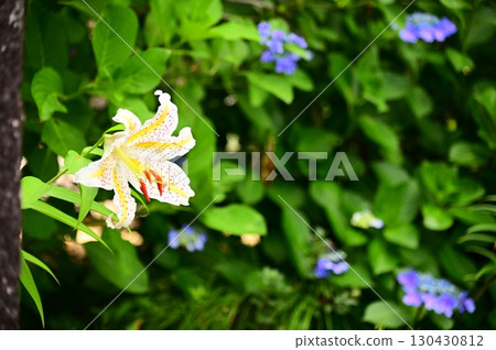 Yamamura flower Yamamura flower 130430812