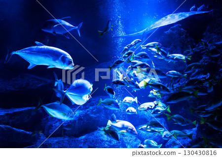 Jellyfish and fish swimming gracefully in the aquarium tank 130430816