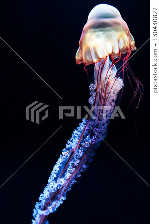 Jellyfish and fish swimming gracefully in the aquarium tank 130430822