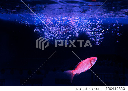 水母和魚在水族箱優雅地遊動 130430830