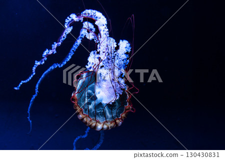 Jellyfish and fish swimming gracefully in the aquarium tank Jellyfish and fish swimming gracefully in the aquarium tank 130430831