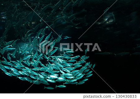 水母和魚在水族箱優雅地遊動 130430833