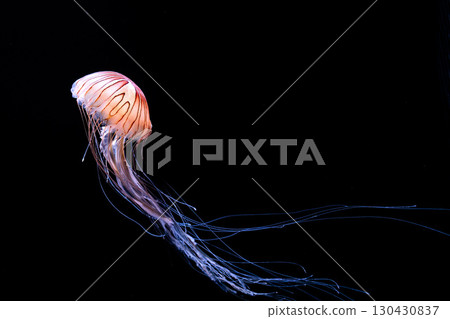 Jellyfish and fish swimming gracefully in the aquarium tank Jellyfish and fish swimming gracefully in the aquarium tank 130430837