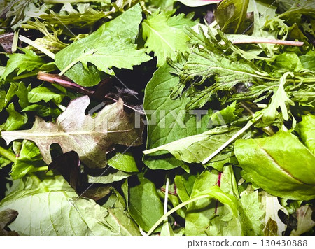 茨城縣有機嫩葉1 茨城縣有機嫩葉1 130430888