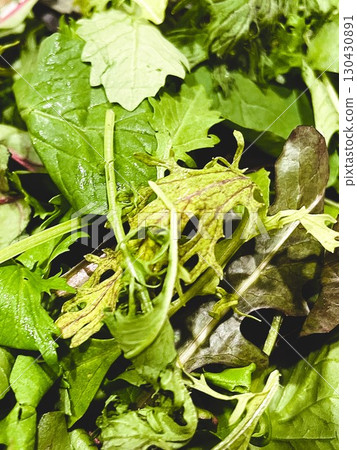 茨城縣有機嫩葉 4 茨城縣有機嫩葉 4 130430891