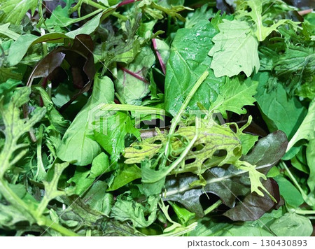 Organic baby leaves from Ibaraki Prefecture 6 Organic baby leaves from Ibaraki Prefecture 6 130430893