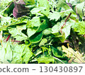 10 organic baby leaves from Ibaraki Prefecture 130430897
