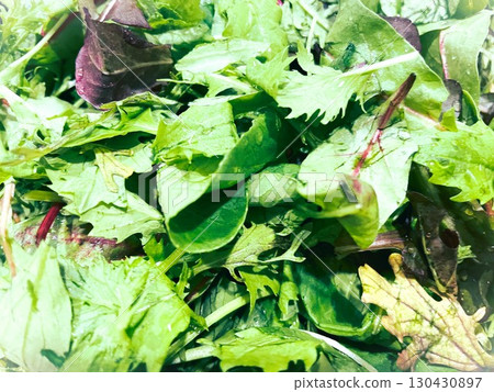 10 organic baby leaves from Ibaraki Prefecture 130430897