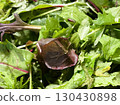 Organic baby leaves from Ibaraki Prefecture 11 130430898
