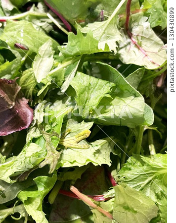 12 organic baby leaves from Ibaraki Prefecture 130430899