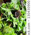 13 organic baby leaves from Ibaraki Prefecture 130430900