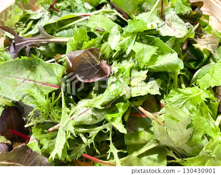 14 organic baby leaves from Ibaraki Prefecture 130430901