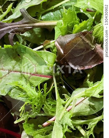 15 organic baby leaves from Ibaraki Prefecture 130430902
