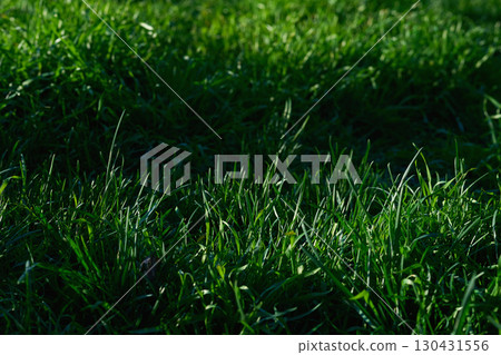 Light and shadow.Green grass, warm sunbeam 130431556