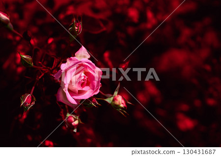 Lovely pink rose in dark red shadow place for text Lovely pink rose in dark red shadow place for text 130431687