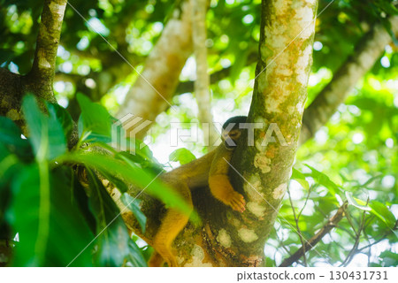 Squirrel monkey during break 130431731
