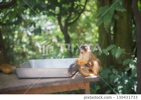 Squirrel monkey washing its tail 130431733