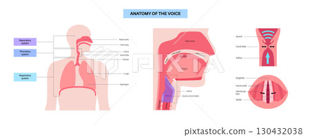 Anatomy of the voice Anatomy of the voice 130432038