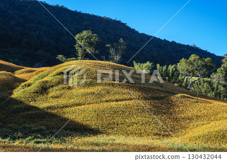 Orange daylily flower 130432044