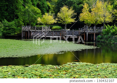 Early autumn park and colorful trees (Arajindani Historical Park: Izumo City) 130432107