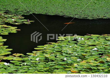 Water lilies and carp swimming in the park pond (Arajinya Historical Park: Izumo City) 130432110