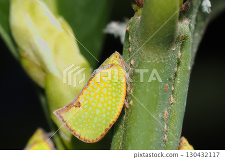 螺旋蚱蜢(外來種) 螺旋蚱蜢(外來種) 130432117