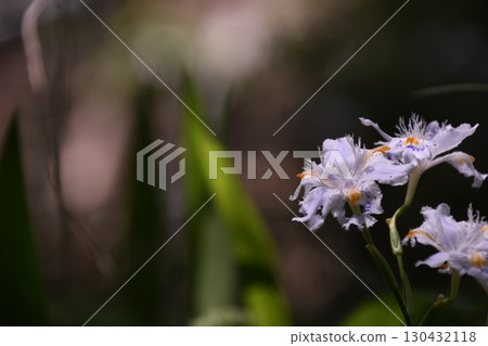 等到薩沙 等到薩沙 130432118